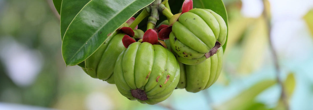 6 bienfaits méconnus du Garcinia Cambogia dont on ne t'a pas parlé