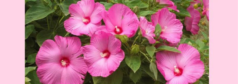 L'hibiscus  une nouvelle tendance dans le monde de la perte de poids